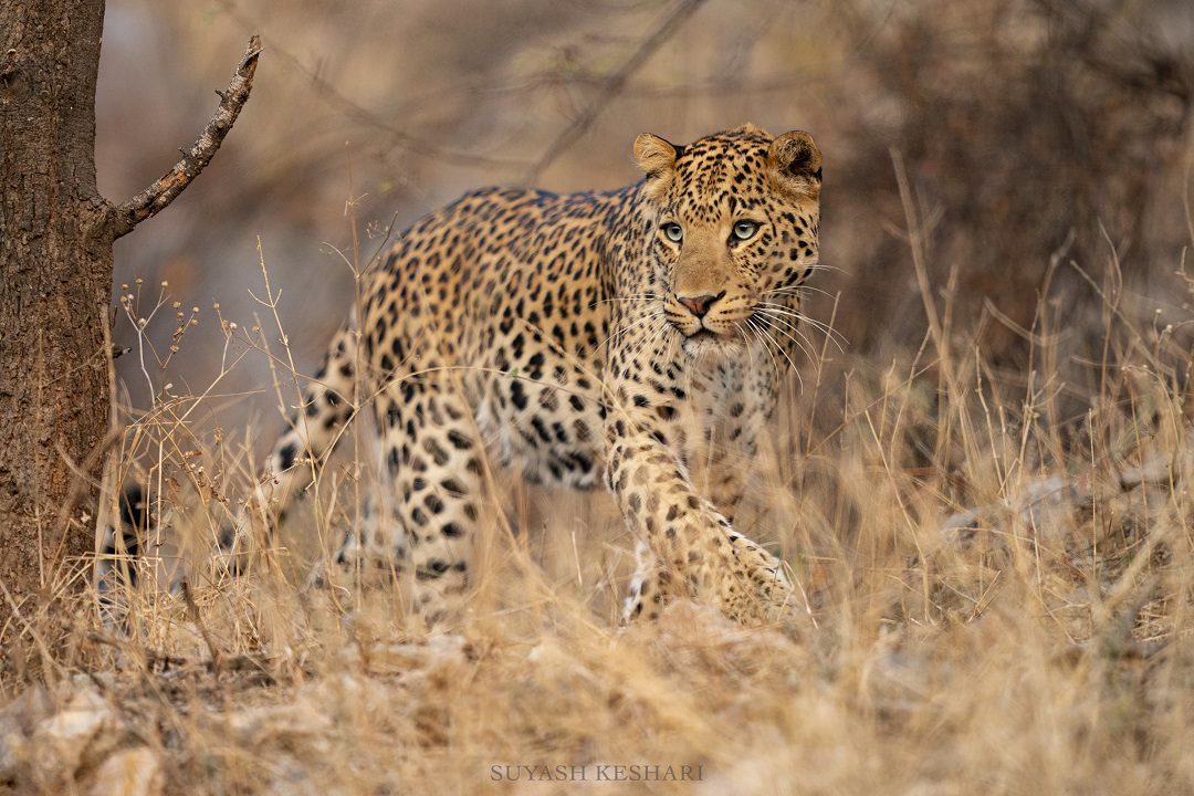 Leopard