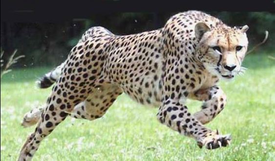 Conservationist | Pradnya Giradkar | Global Indian