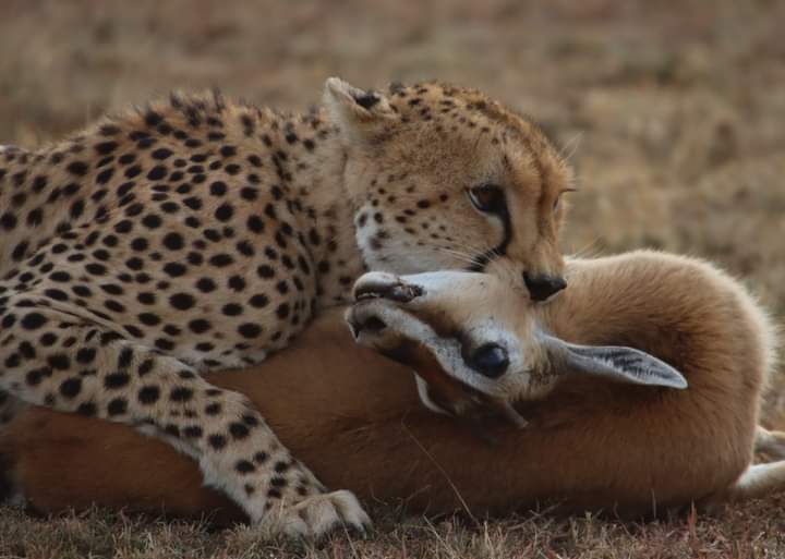 Conservationist | Pradnya Giradkar | Global Indian