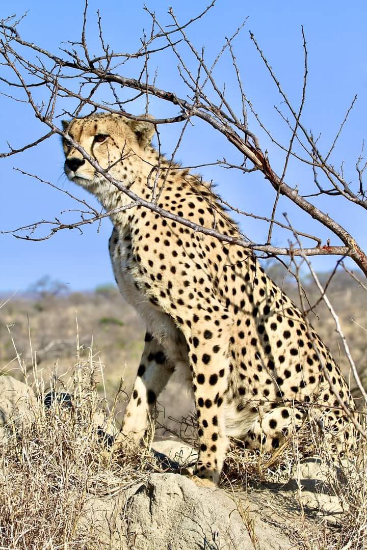 Conservationist | Pradnya Giradkar | Global Indian