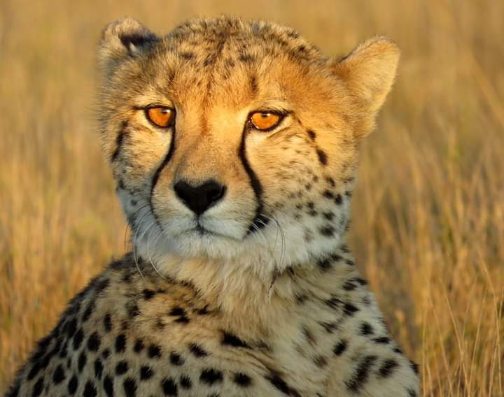 Conservationist | Pradnya Giradkar | Global Indian